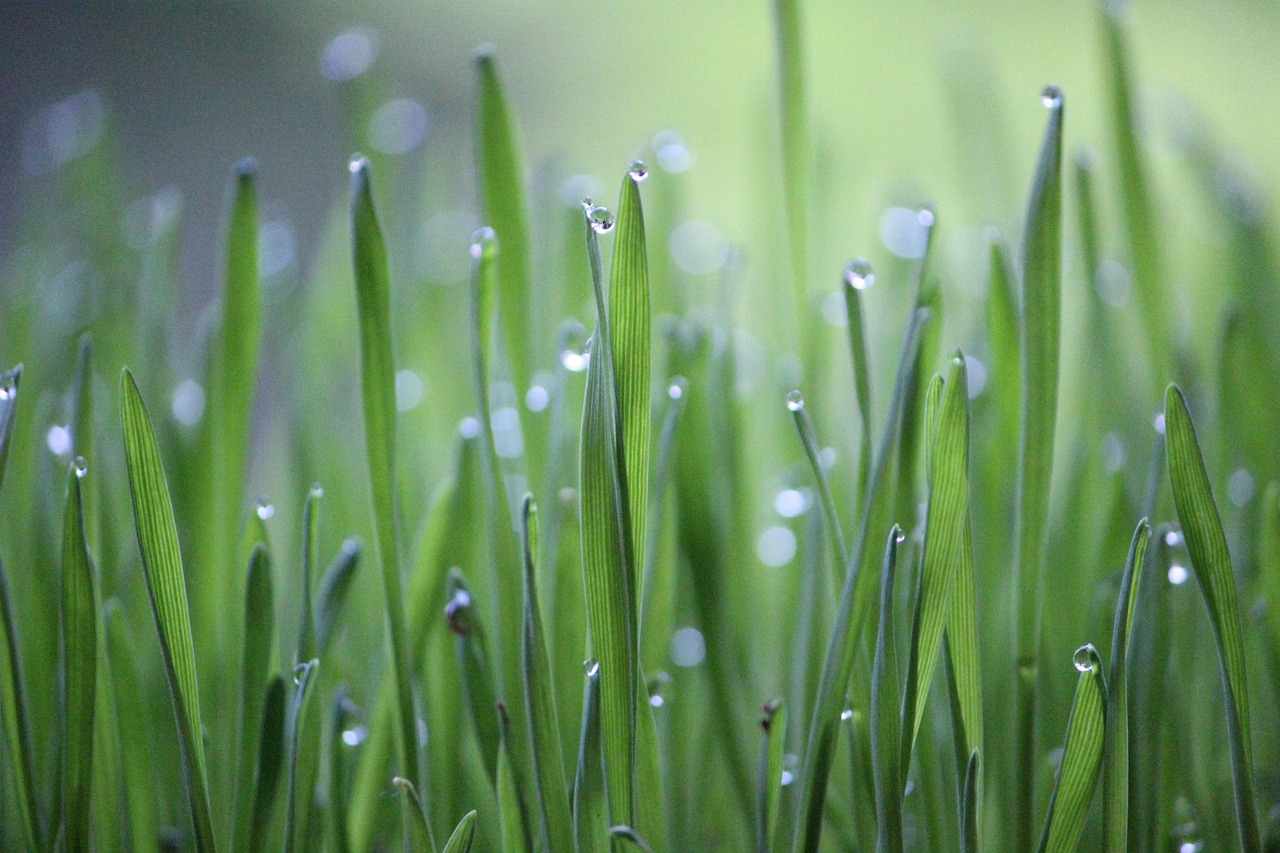 découvrez l'agriculture durable : un modèle innovant qui préserve l'environnement tout en offrant des solutions alimentaires durables. apprenez comment cette approche permet de conjuguer productivité et respect des écosystèmes.