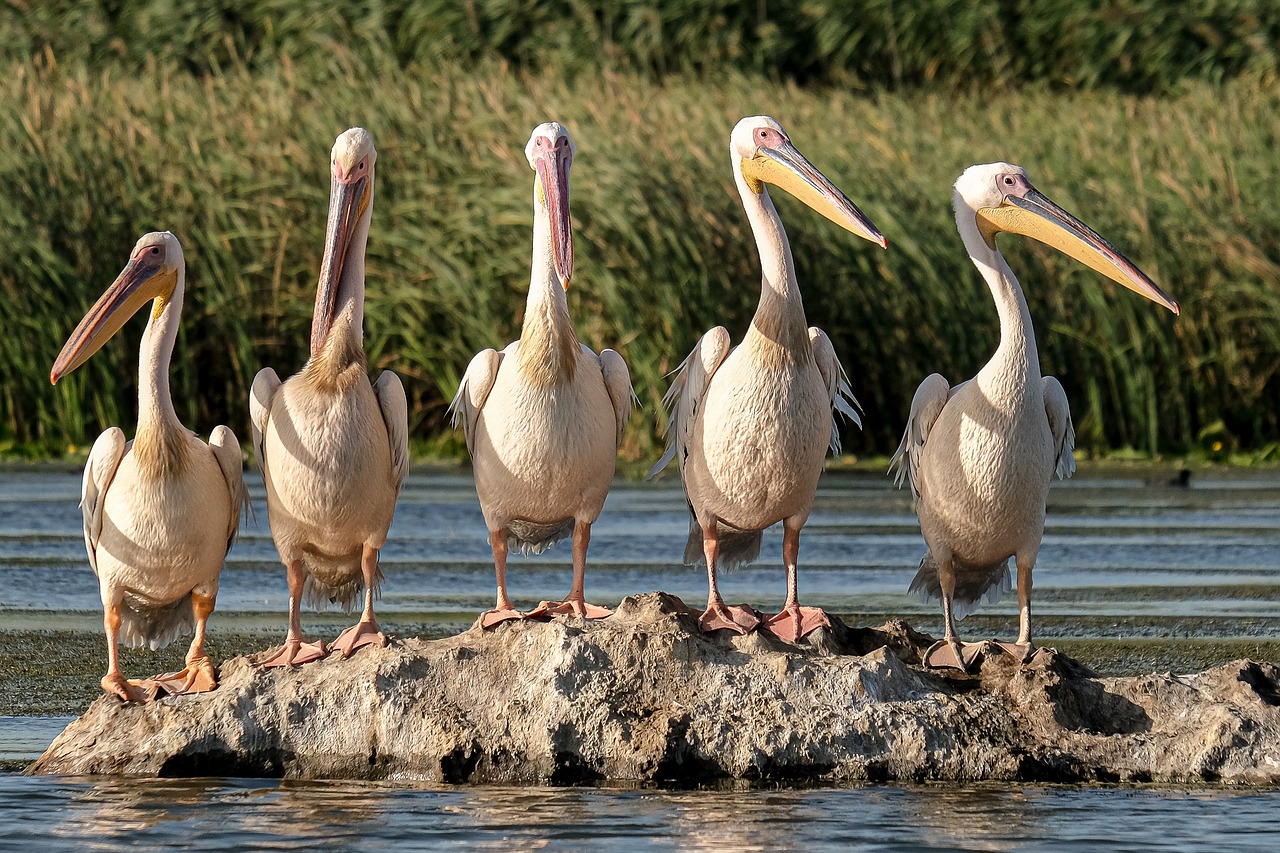 découvrez l'importance de la conservation des espèces pour préserver la biodiversité de notre planète. apprenez des stratégies innovantes et des initiatives durables dédiées à protéger la flore et la faune menacées.