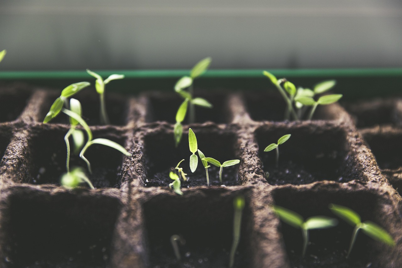 découvrez l'art du jardinage urbain : astuces, conseils et idées pour cultiver vos plantes et légumes en milieu citadin, même avec peu d'espace.