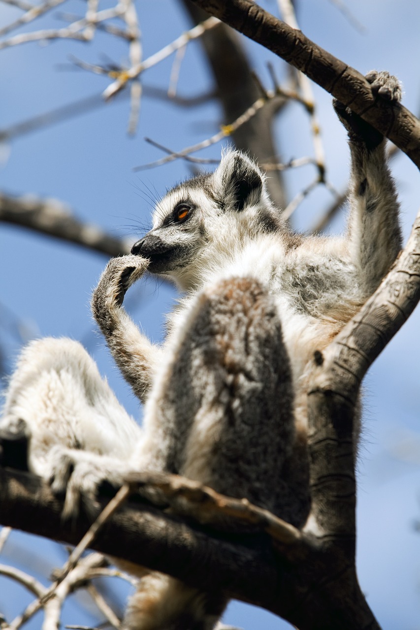 découvrez les enjeux et les initiatives de la conservation de la nature, un domaine essentiel pour préserver la biodiversité et protéger notre planète pour les générations futures. rejoignez le mouvement pour un avenir durable.
