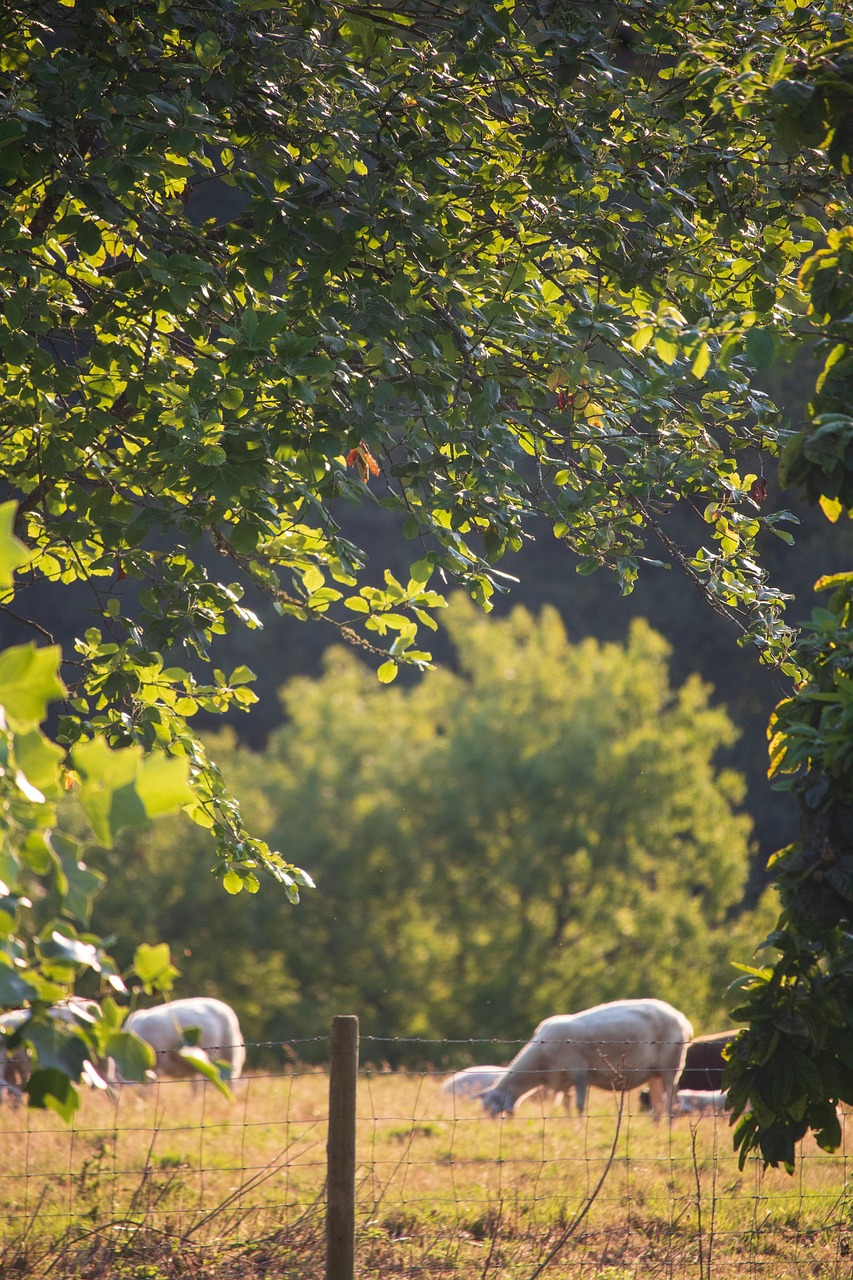 découvrez les clés de l'agriculture durable pour préserver notre planète tout en garantissant une production alimentaire responsable. explorez les méthodes innovantes et respectueuses de l'environnement qui allient performance économique et protection des ressources naturelles.