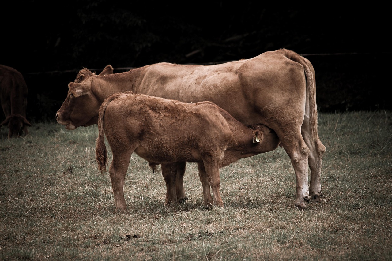 découvrez les dernières actualités, techniques et innovations en agriculture pour optimiser vos cultures et promouvoir un développement durable.