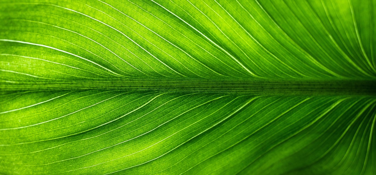 découvrez nos produits de nettoyage écologiques, efficaces et respectueux de l'environnement pour un foyer sain et durable.
