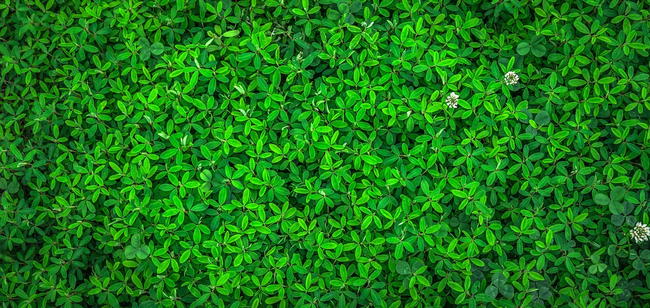 isolation thermique écologique : solutions durables et respectueuses de l'environnement pour un confort optimal et des économies d'énergie.