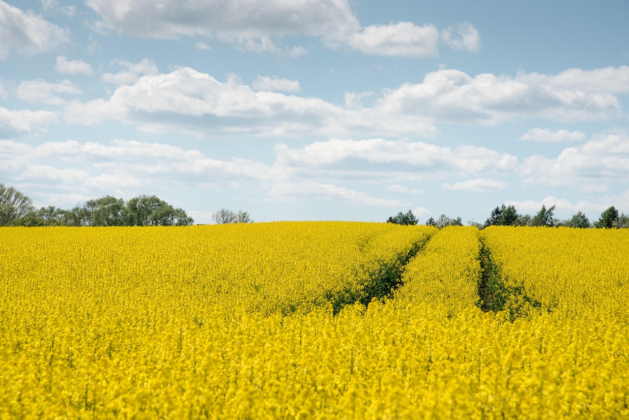 découvrez le potentiel de la bioénergie, une source d'énergie renouvelable qui utilise des matières organiques pour produire de l'électricité, de la chaleur et des biocarburants. apprenez comment la bioénergie contribue à la durabilité et à la réduction des émissions de carbone tout en offrant des solutions énergétiques innovantes.