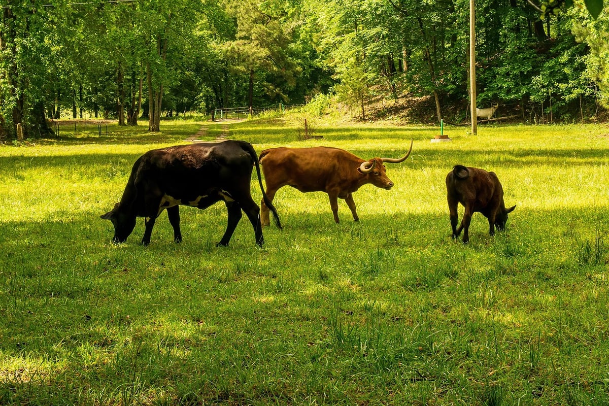 L’impact environnemental des foyers : comprendre l’empreinte carbone des ménages