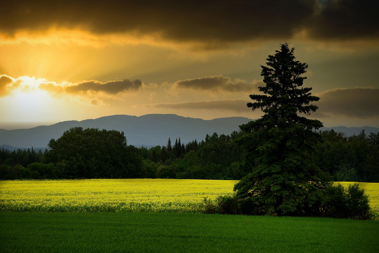 Écosystèmes résilients : clés pour une biodiversité durable et équilibrée