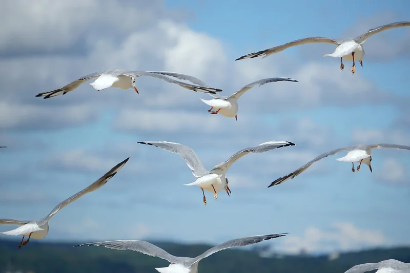 oiseaux