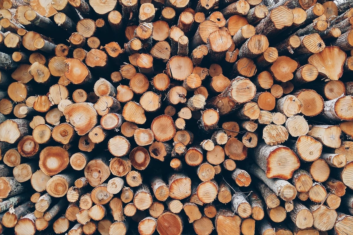 Gestion durable des forêts : enjeux et solutions pour un avenir écologique