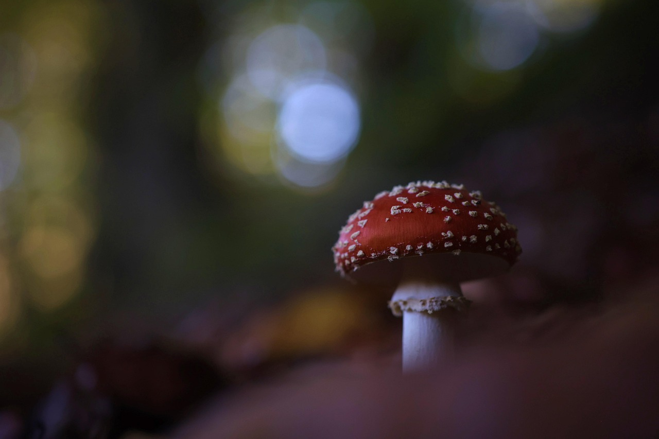 Les Mystères de la Forêt : Comment Peut-elle Libérer Plus de CO₂ qu’elle n’en Absorbe ?