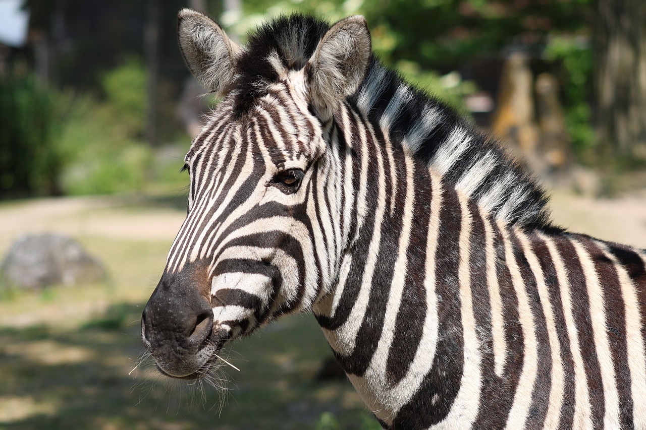 Conservation des espèces menacées : enjeux et solutions pour un avenir durable