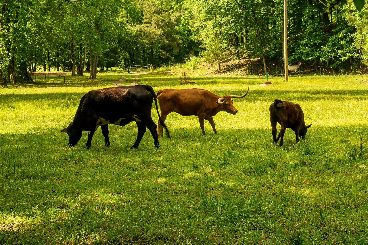 Réduire son bilan carbone : 10 actions simples à mettre en œuvre