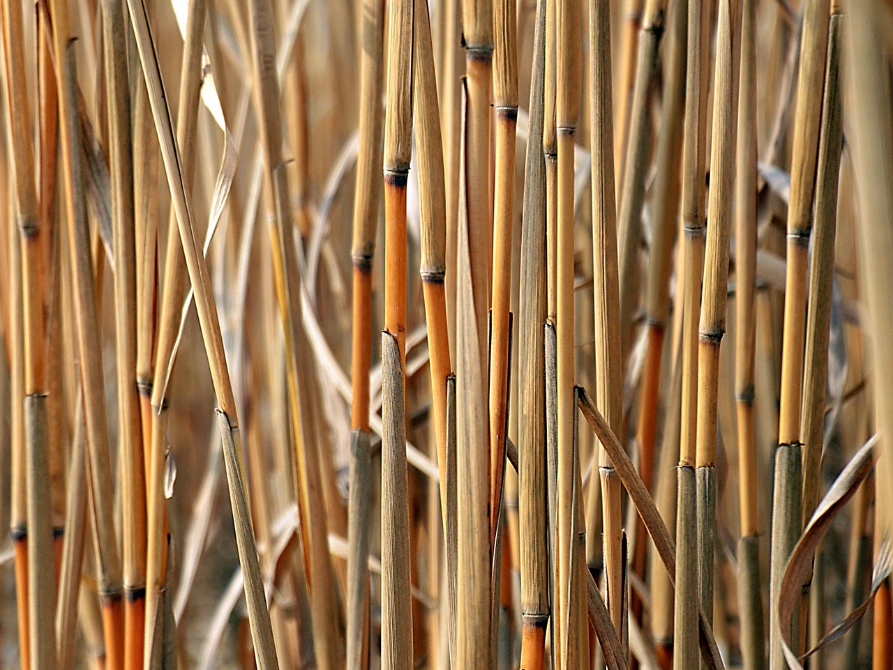 Biomasse et son influence sur le bilan carbone