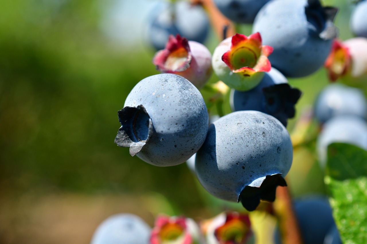Des noix aux algues : des super-aliments à bilan carbone négatif pour lutter contre le changement climatique