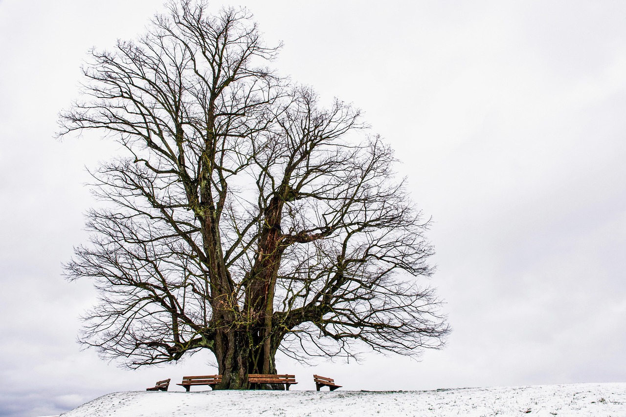 Arbre et Paysage 32 : Une dynamique active maintenue malgré des incertitudes financières