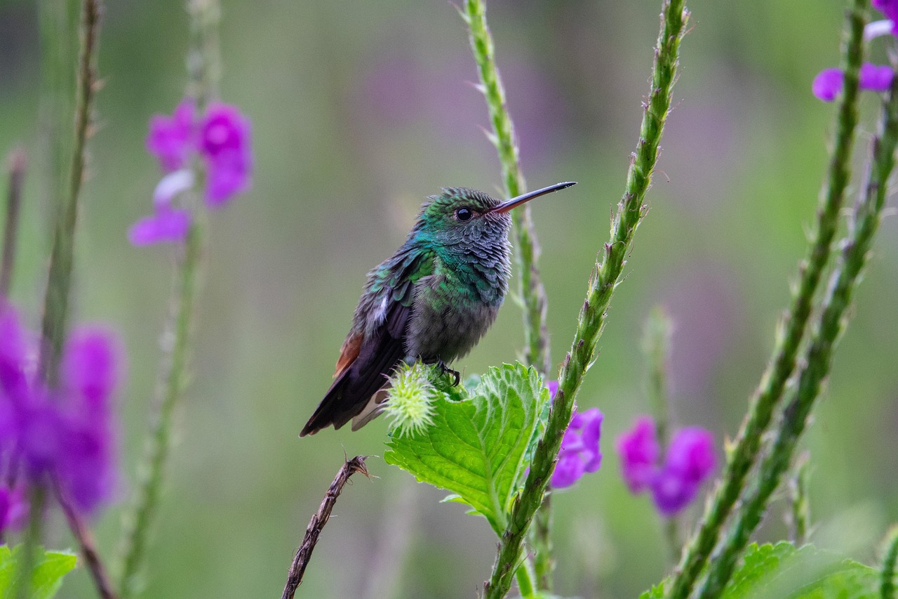 Protection de la biodiversité : enjeux et solutions pour préserver notre planète