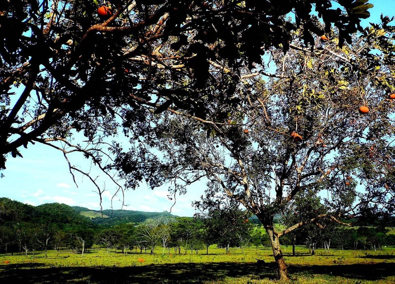 L’importance de la biodiversité dans le développement durable
