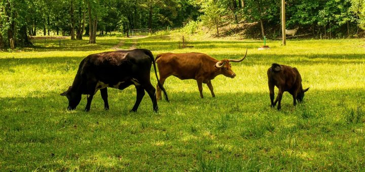 découvrez comment réduire votre empreinte carbone au quotidien grâce à des actions simples et efficaces. apprenez l'importance de la durabilité et les moyens de minimiser votre impact sur l'environnement.