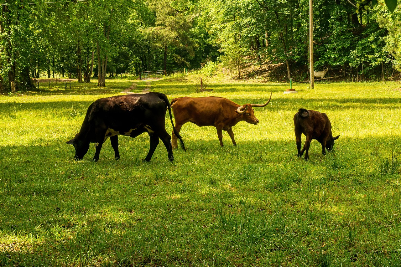 découvrez comment réduire votre empreinte carbone au quotidien grâce à des actions simples et efficaces. apprenez l'importance de la durabilité et les moyens de minimiser votre impact sur l'environnement.