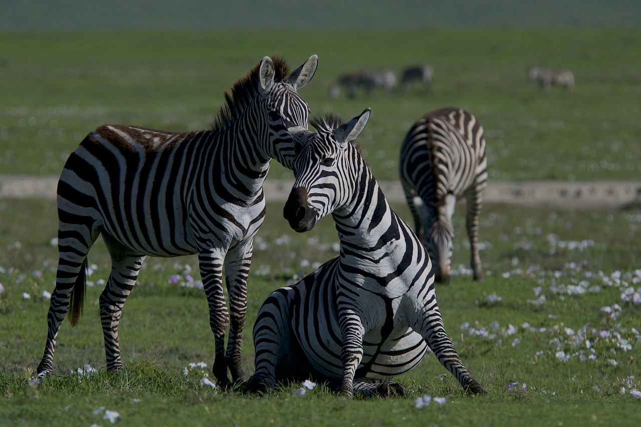 découvrez l'importance de la biodiversité pour notre planète. explorez les écosystèmes variés, la richesse des espèces et les enjeux de la conservation pour protéger notre avenir commun.