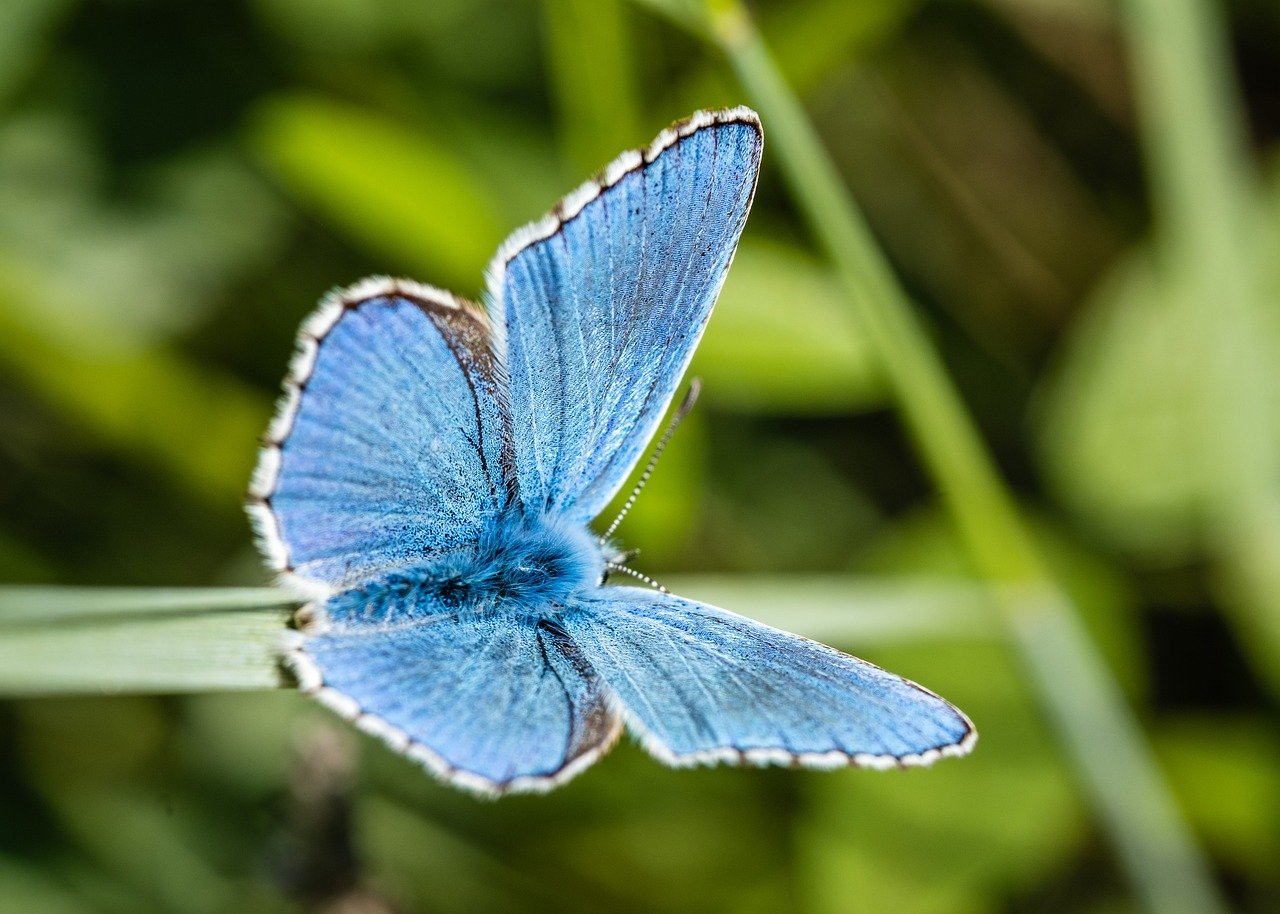 découvrez la richesse de la biodiversité : un écosystème complexe où chaque espèce joue un rôle essentiel. explorez son importance pour la planète, les menaces qu'elle subit et les initiatives pour la protéger.