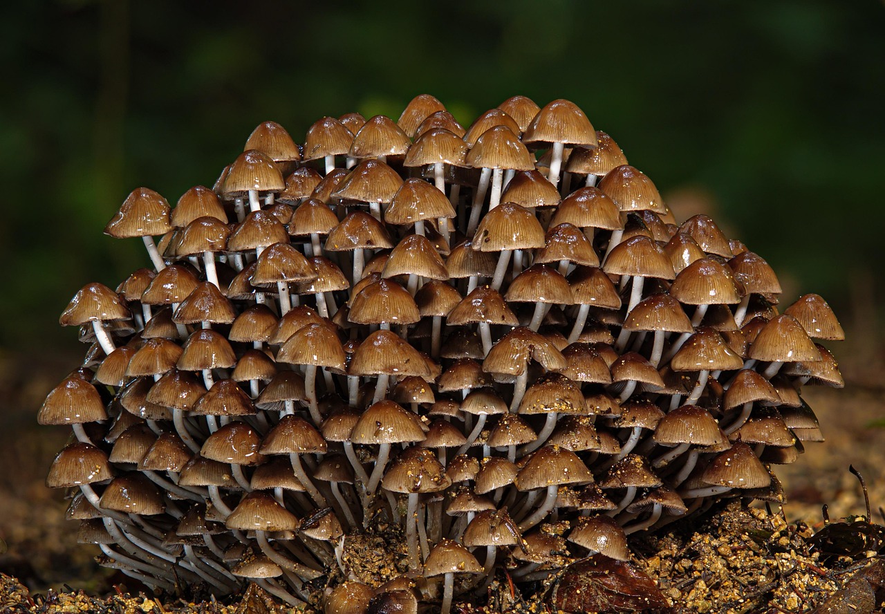 découvrez la biodiversité, ce trésor vivant qui englobe la diversité des espèces, des écosystèmes et des interactions qui nous entourent. apprenez l'importance de sa préservation pour l'équilibre de la planète et pour notre avenir.