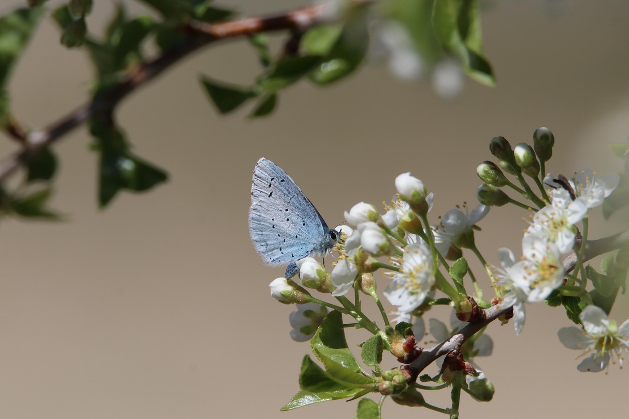 découvrez la biodiversité, un concept vital qui englobe la variété des espèces, des écosystèmes et des interactions entre les êtres vivants. apprenez comment la préservation de cette richesse naturelle est essentielle pour l'équilibre de notre planète et le bien-être des générations futures.
