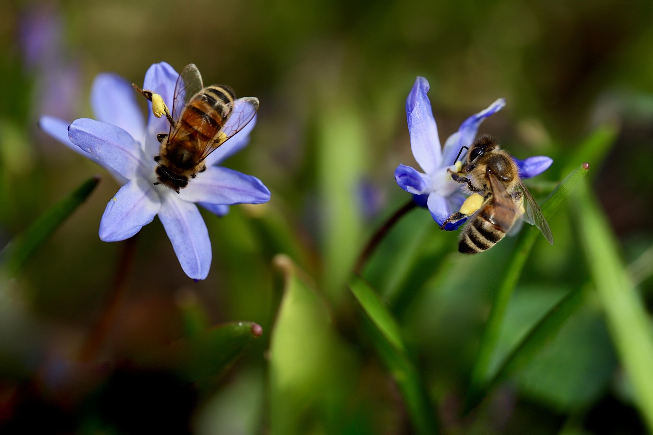 découvrez la richesse et l'importance de la biodiversité, un pilier essentiel de notre écosystème. explorez les différentes espèces, habitats et les enjeux de la préservation de la diversité biologique pour un avenir durable.