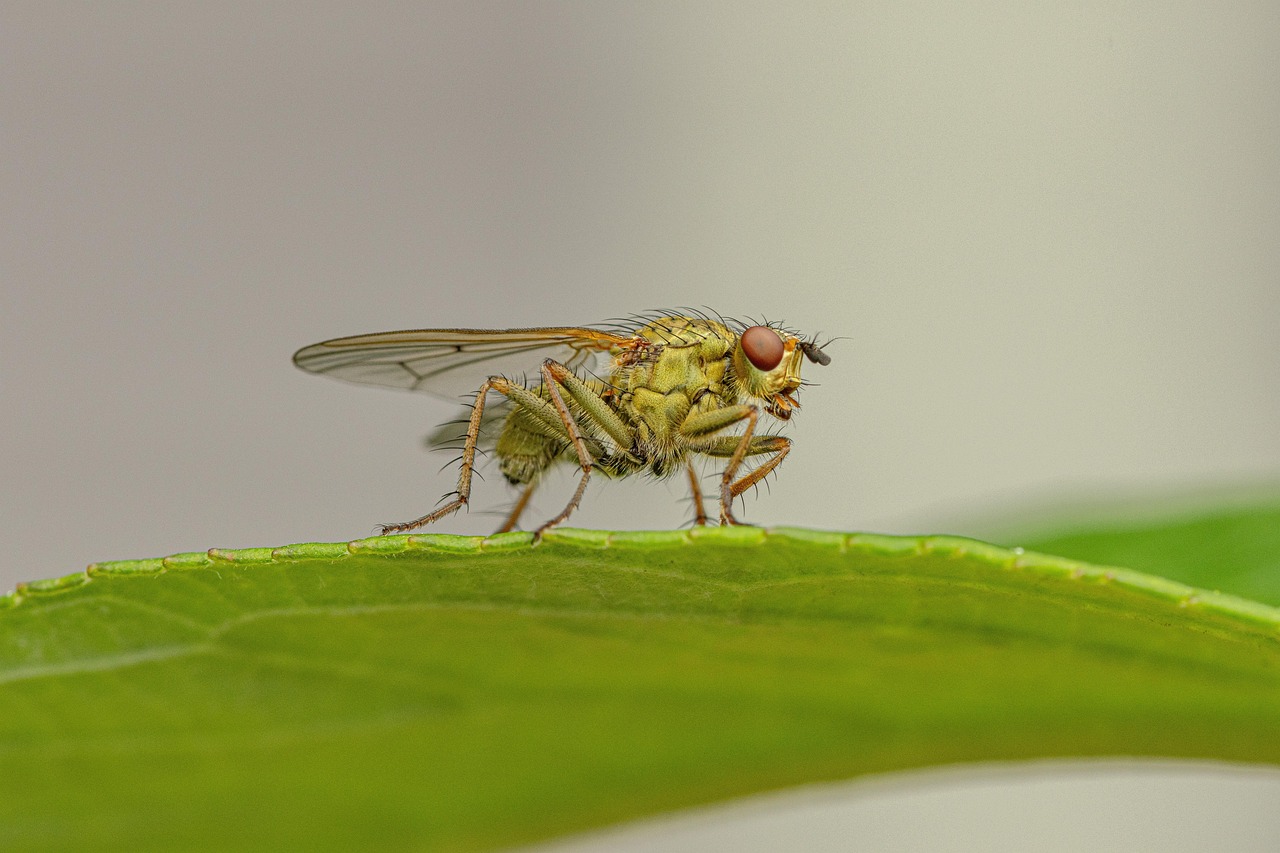 découvrez la richesse de la biodiversité, essentielle à l'équilibre de notre écosystème. explorez les différentes espèces, leur habitat et l'importance de la préservation de la nature pour les générations futures.