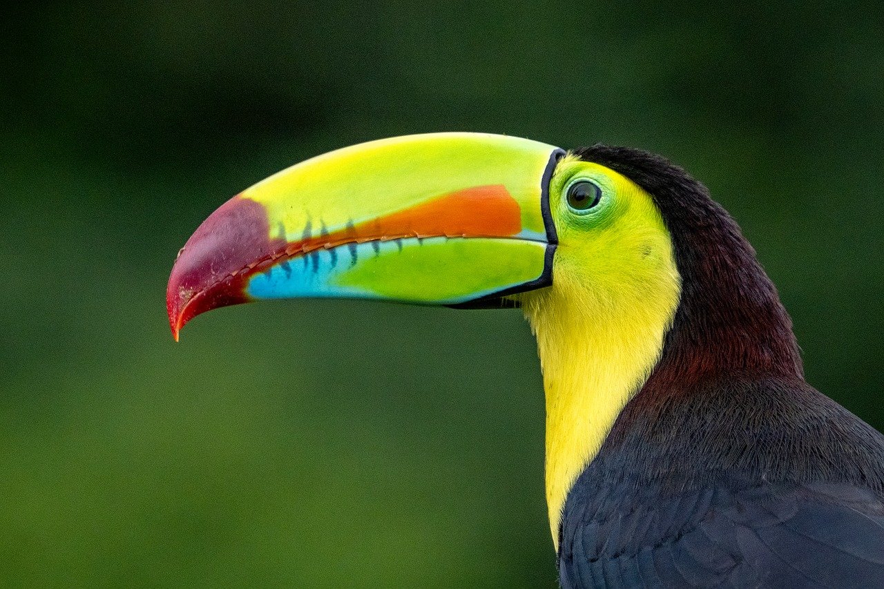 découvrez l'importance de la biodiversité pour notre planète. apprenez comment la variété des espèces contribue à l'équilibre des écosystèmes, à la santé de notre environnement et au bien-être humain. engagez-vous pour la préservation de la biodiversité et explorez des actions concrètes pour protéger notre patrimoine naturel.