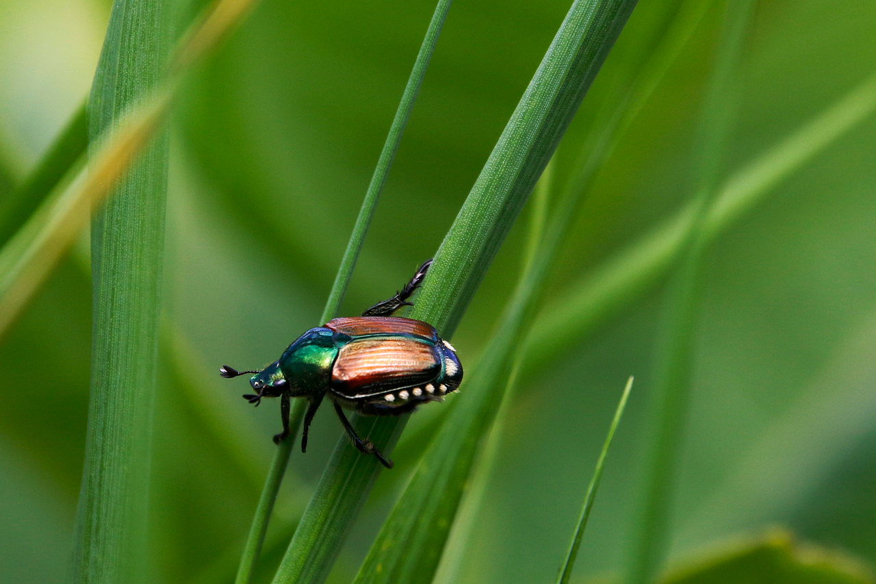 découvrez l'importance de la biodiversité pour notre planète, ses multiples formes de vie, et les actions nécessaires pour la préserver afin de garantir un avenir durable pour les générations futures.