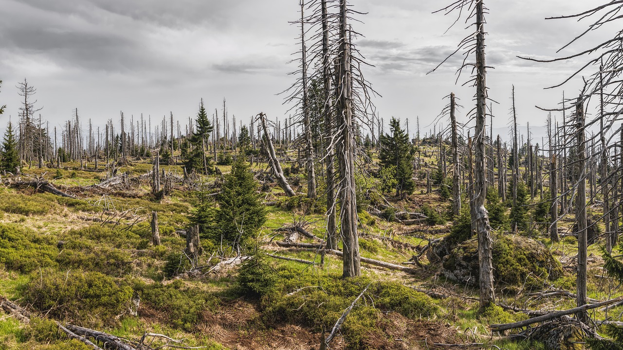 découvrez l'importance de la sensibilisation à l'environnement pour un avenir durable. apprenez comment vos actions peuvent contribuer à la protection de notre planète et favoriser un mode de vie éco-responsable.