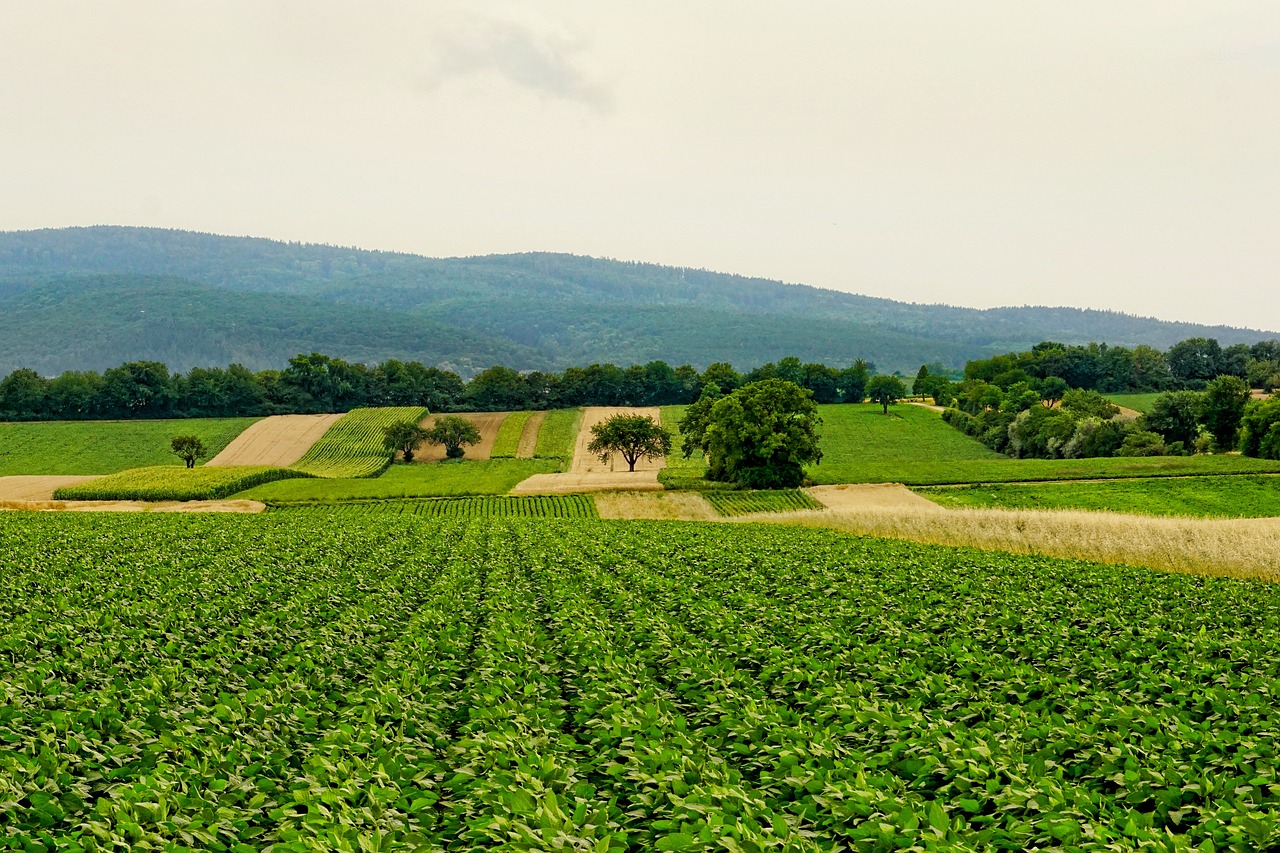 découvrez l'agriculture régénératrice : une approche innovante visant à restaurer la santé des sols, promouvoir la biodiversité et lutter contre le changement climatique. engagez-vous dans des pratiques durables qui nourrissent la planète tout en revitalisant les écosystèmes.