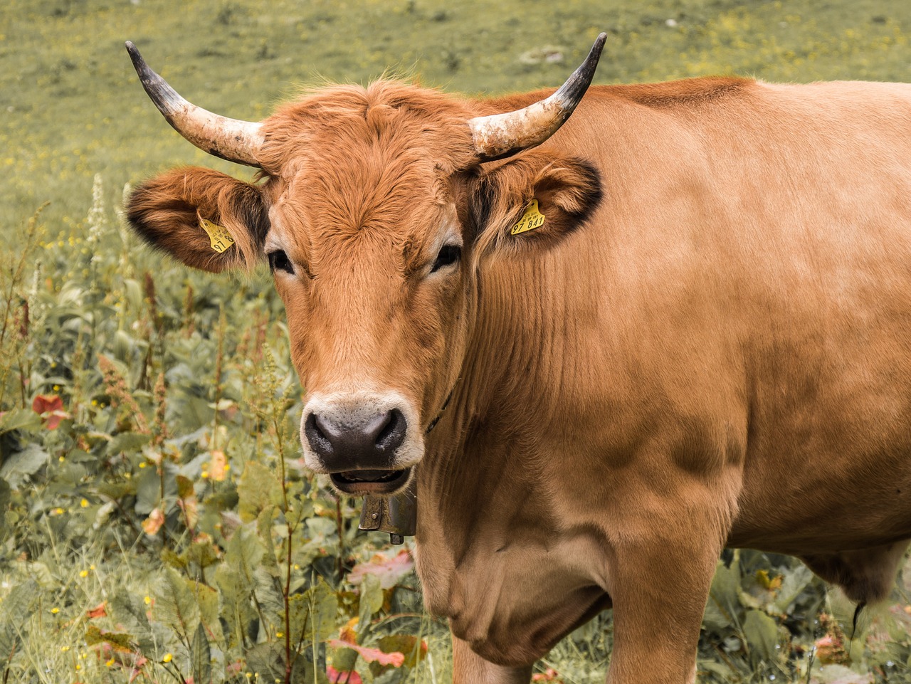 découvrez l'agriculture régénérative, une approche innovante qui vise à restaurer les écosystèmes, améliorer la santé des sols et augmenter la biodiversité, tout en produisant des aliments de manière durable. apprenez comment cette méthode contribue à un avenir agricole plus responsable et résilient.