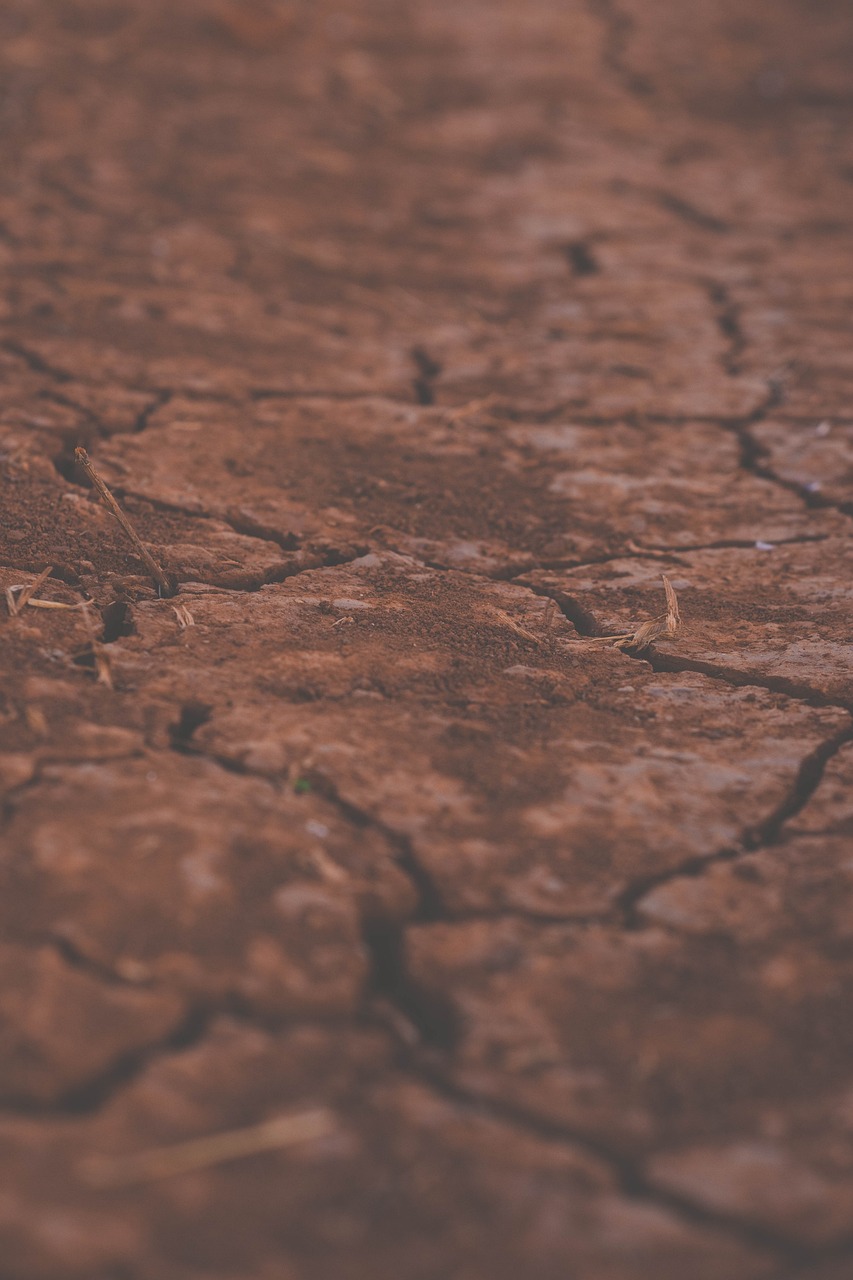 découvrez l'importance de la santé des sols pour l'agriculture durable et l'écosystème. apprenez comment des pratiques appropriées peuvent améliorer la fertilité, favoriser la biodiversité et lutter contre l'érosion. engagez-vous pour un avenir agricole responsable et prospère.