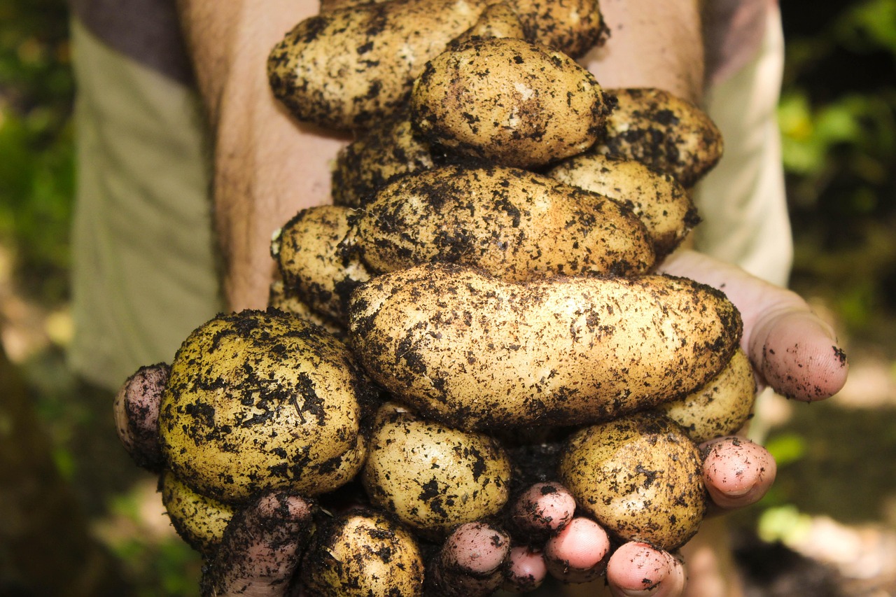 découvrez l'importance de la santé des sols pour une agriculture durable et un écosystème équilibré. apprenez comment améliorer la qualité du sol, favoriser la biodiversité et garantir des récoltes abondantes tout en préservant notre environnement.