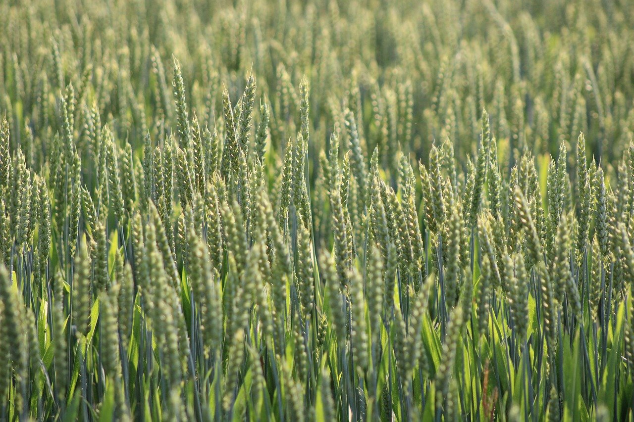 découvrez l'agriculture durable, une approche innovante qui allie respect de l'environnement, production responsable et bien-être économique. apprenez comment cette méthode contribue à la préservation des ressources naturelles tout en répondant aux besoins alimentaires d'une population croissante.