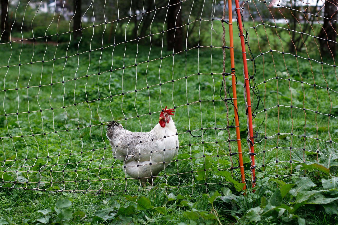 découvrez la permaculture, une approche innovante de l'agriculture durable qui s'inspire des écosystèmes naturels. apprenez à cultiver vos plantes de manière respectueuse de l'environnement, en maximisant la production tout en préservant la biodiversité et en améliorant la santé des sols.