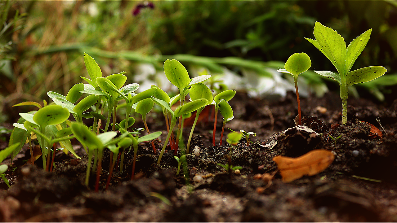découvrez la permaculture, une méthode révolutionnaire de culture durable qui respecte l'environnement et favorise la biodiversité. apprenez à créer un écosystème productif et résilient tout en préservant les ressources naturelles.