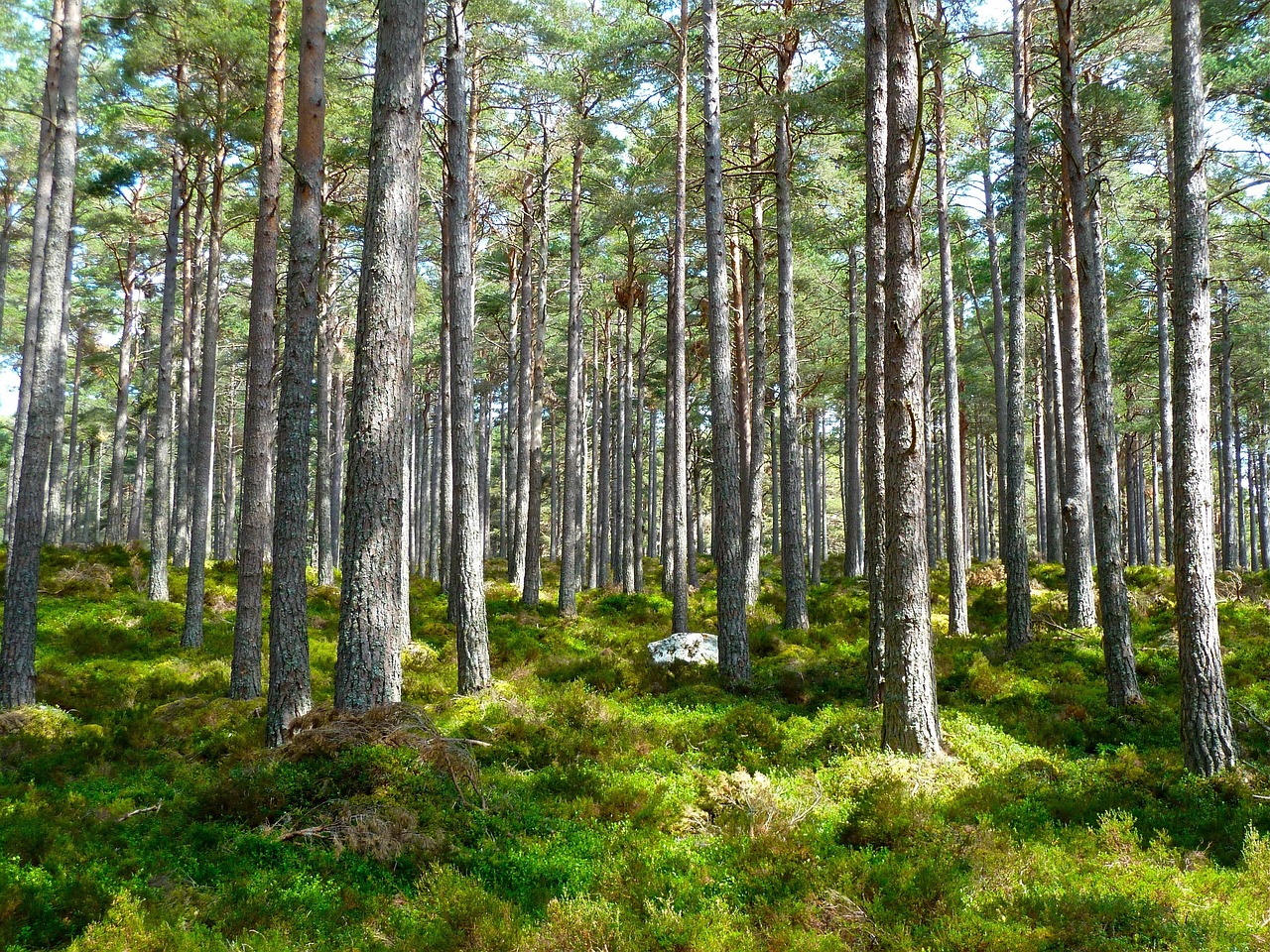 découvrez l'écologie : principes, enjeux actuels et solutions pour préserver notre environnement et favoriser un développement durable. informez-vous sur les actions concrètes à adopter au quotidien.