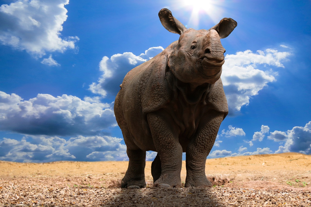 découvrez les causes, conséquences et solutions au changement climatique. apprenez comment chacun peut agir pour protéger la planète face au réchauffement global.