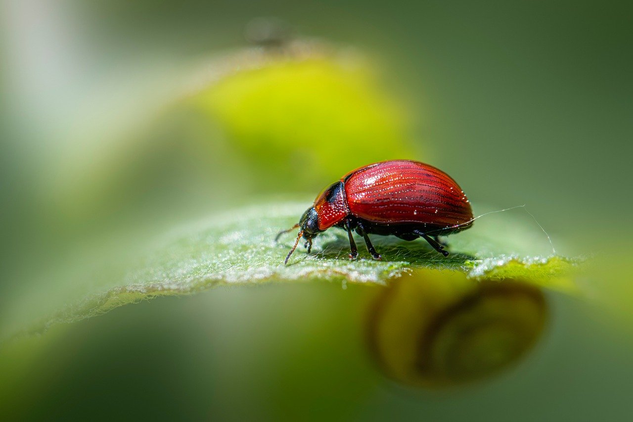 découvrez l'écologie : son importance, ses enjeux et des conseils pratiques pour adopter un mode de vie respectueux de l'environnement. informez-vous sur les solutions écologiques et les actions à mener pour protéger la planète.