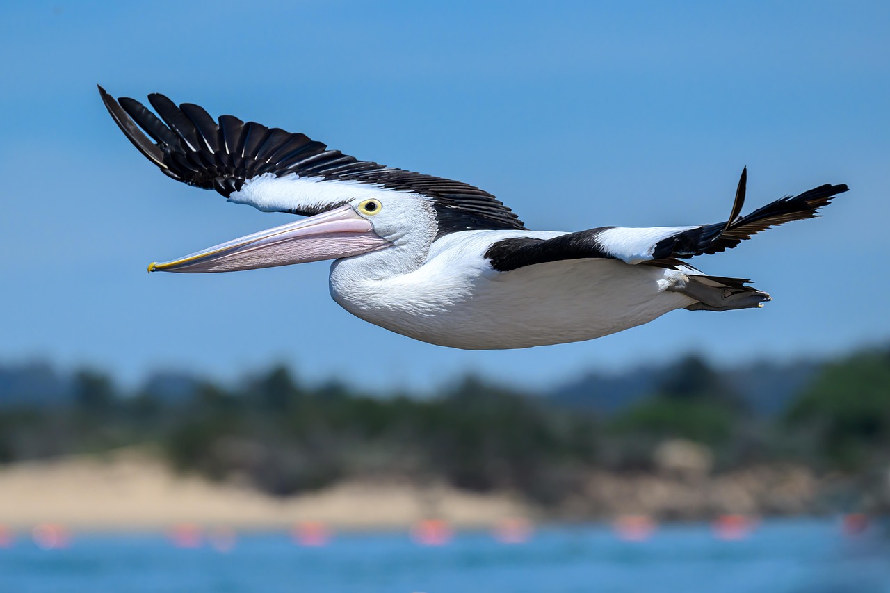 découvrez la beauté et la biodiversité exceptionnelles des forêts tropicales australiennes. explorez leurs écosystèmes uniques et apprenez-en plus sur leur faune, leur flore et leur importance pour l'environnement.