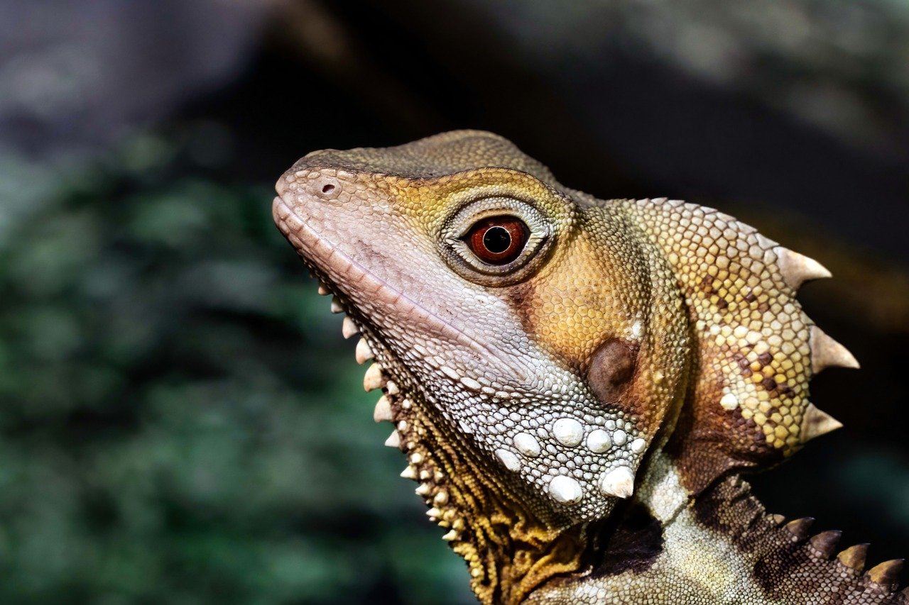 découvrez la beauté et la biodiversité des forêts tropicales australiennes, leurs espèces uniques, et l'importance de leur conservation. explorez ces écosystèmes fascinants à travers notre guide complet.