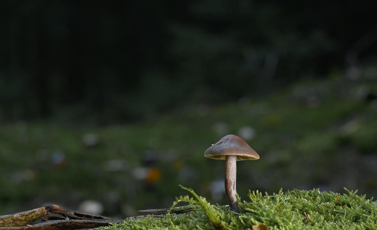 découvrez les forêts, poumons verts de notre planète : biodiversité, écosystèmes uniques et importance écologique. explorez leur beauté, leurs menaces et comment les préserver.