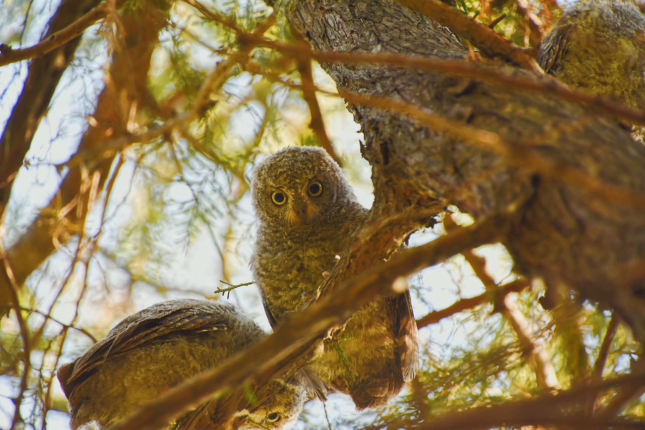 découvrez tout ce qu'il faut savoir sur les scop (sociétés coopératives et participatives) : fonctionnement, avantages et modalités pour créer ou rejoindre une coopérative.