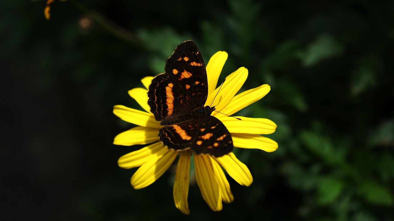 d&eacute;couvrez le secteur cyclique, compos&eacute; d'industries sensibles aux variations &eacute;conomiques, offrant des opportunit&eacute;s d'investissement en fonction des cycles du march&eacute;.