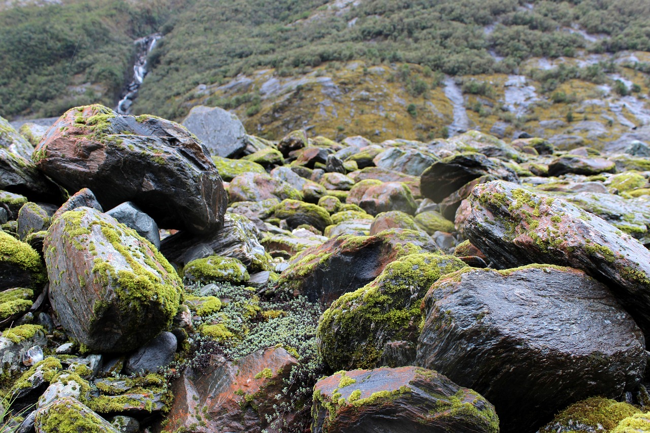 d&eacute;couvrez nos solutions efficaces pour l'&eacute;limination de la mousse sur vos surfaces ext&eacute;rieures afin de pr&eacute;server leur beaut&eacute; et leur durabilit&eacute;.