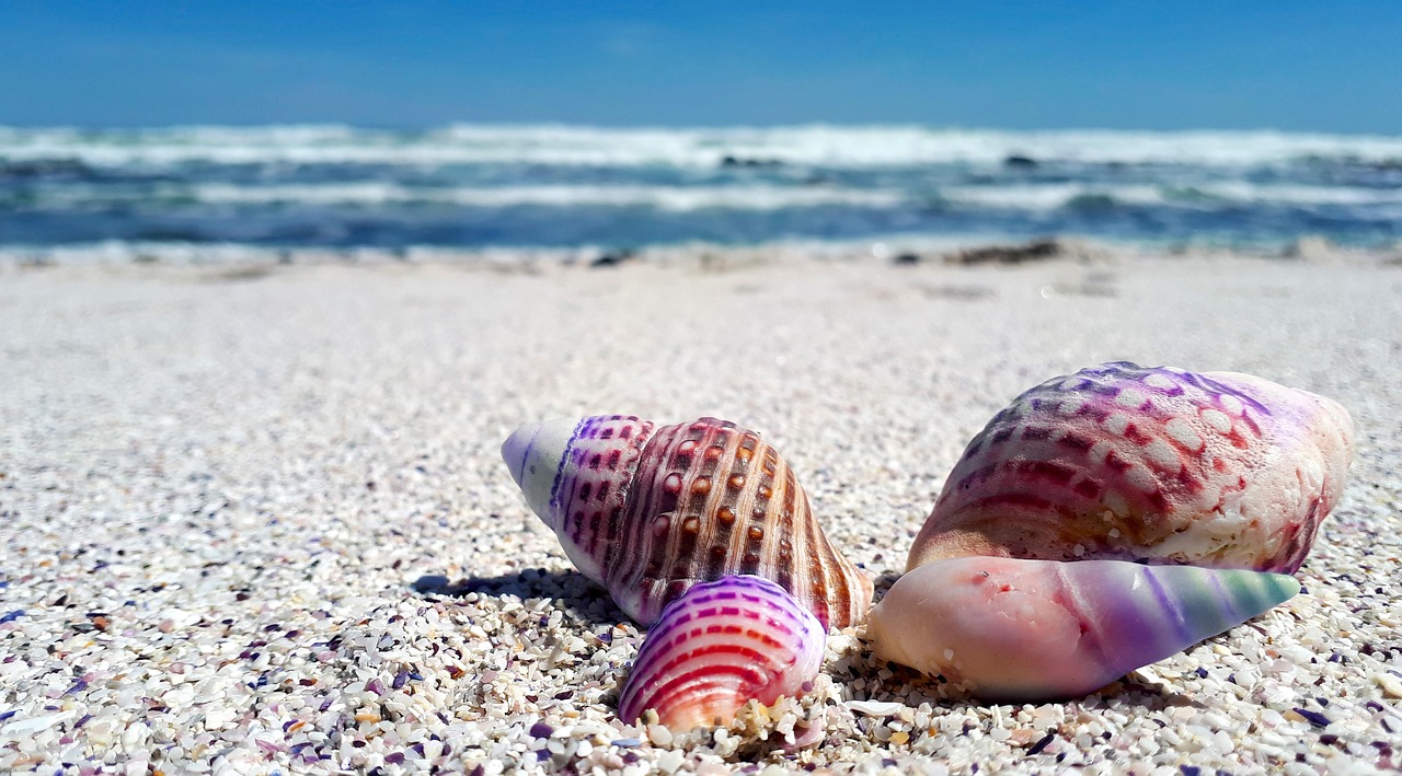 d&eacute;couvrez l'immensit&eacute; et la beaut&eacute; des oc&eacute;ans, ces vastes &eacute;tendues d'eau qui abritent une biodiversit&eacute; incroyable et jouent un r&ocirc;le essentiel dans le climat de notre plan&egrave;te.