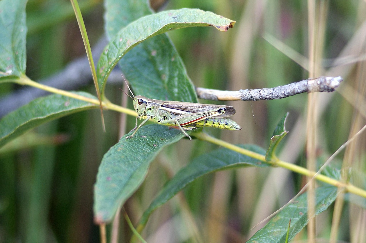 d&eacute;couvrez l'importance des tourbi&egrave;res, ces &eacute;cosyst&egrave;mes uniques qui jouent un r&ocirc;le cl&eacute; dans la r&eacute;gulation du climat et la biodiversit&eacute;.